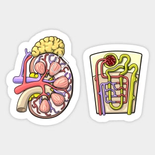 Human Kidney Renal Anatomy Illustration Sticker